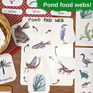 Pond Ecology Unit: HUGE collection of printable ecosystem learning materials, pond animals, pond food webs, assessing ecosystem health image 5