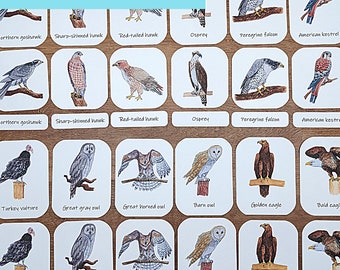 Birds of Prey unit study Bird unit study, Birds of prey, Owl coloring pages
