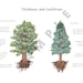 Conifer Vs Deciduous Tree: Printable Classroom Poster, Educational ...