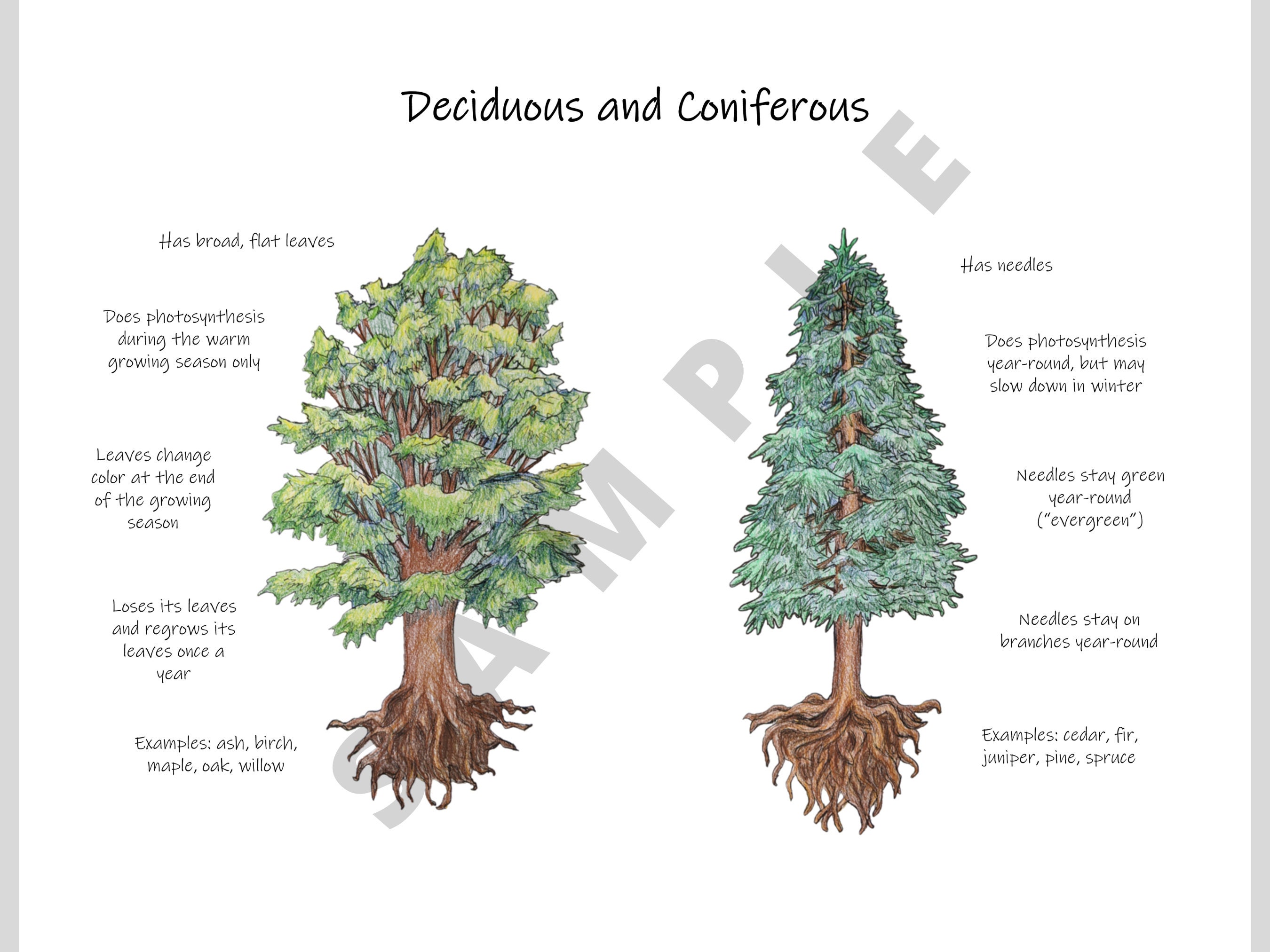 conifer-vs-deciduous-tree-printable-classroom-poster-etsy