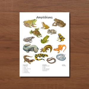Amphibians Classroom Poster: frogs and salamanders watercolor print - homeschool decor, biology classroom, wildlife art print,  nature study