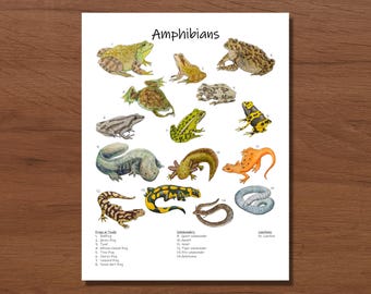 Amphibians Watercolor Print: Frogs, Salamanders, Biology Classroom Decor (PDF & PNG)