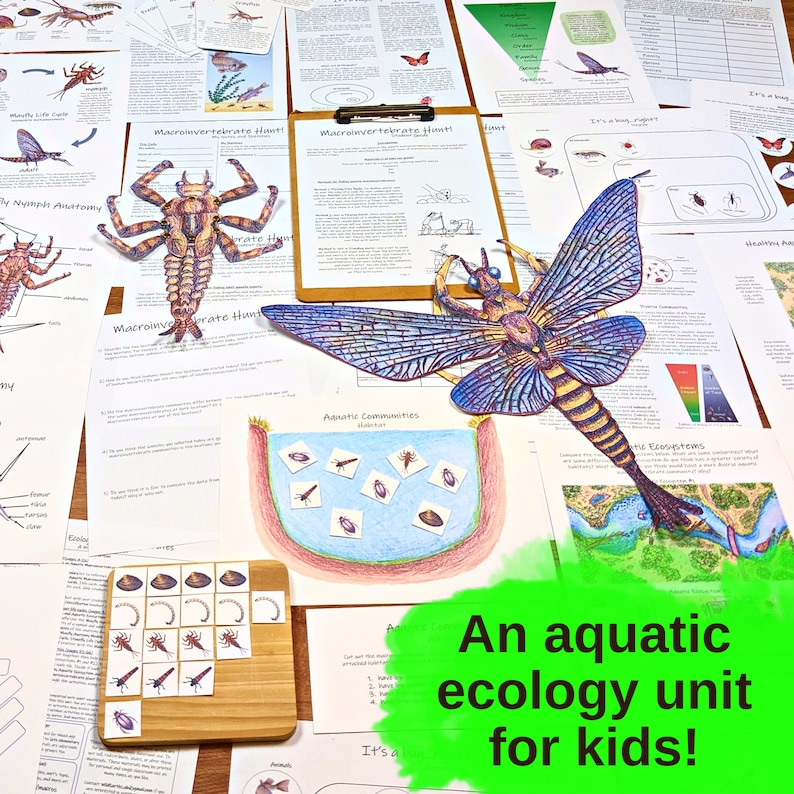 Aquatic Ecology: Macroinvertebrates Unit lesson plan, classroom materials, homeschool unit study, science activities, nature study image 2