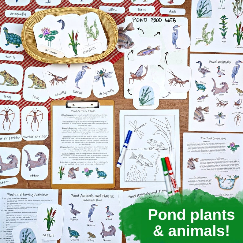Pond Ecology Unit: HUGE collection of printable ecosystem learning materials, pond animals, pond food webs, assessing ecosystem health image 4