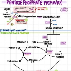 Pentose Phosphate Pathway Study Sheet