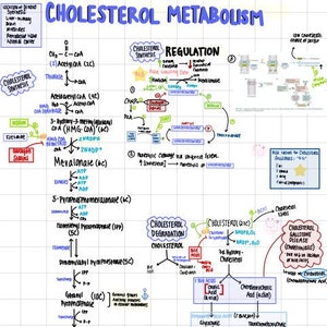 Può includere: Un diagramma colorato che illustra il processo del metabolismo del colesterolo. Il diagramma include la sintesi, la regolazione e la degradazione del colesterolo, nonché il ruolo degli acidi biliari nel processo. Il diagramma include anche etichette di testo per ogni fase del processo.