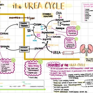 Urea Cycle Study Sheet