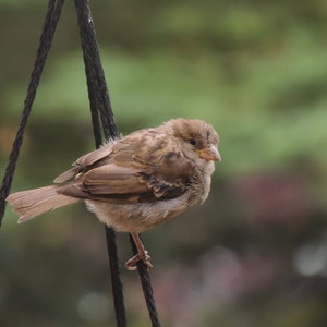 Bruant, oiseaux canadiens de basse-cour