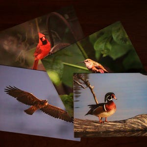 Cartões de felicitações (série Birds) 8 cartões em branco