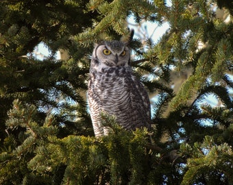 Great Horned Owl, Calgary Canada