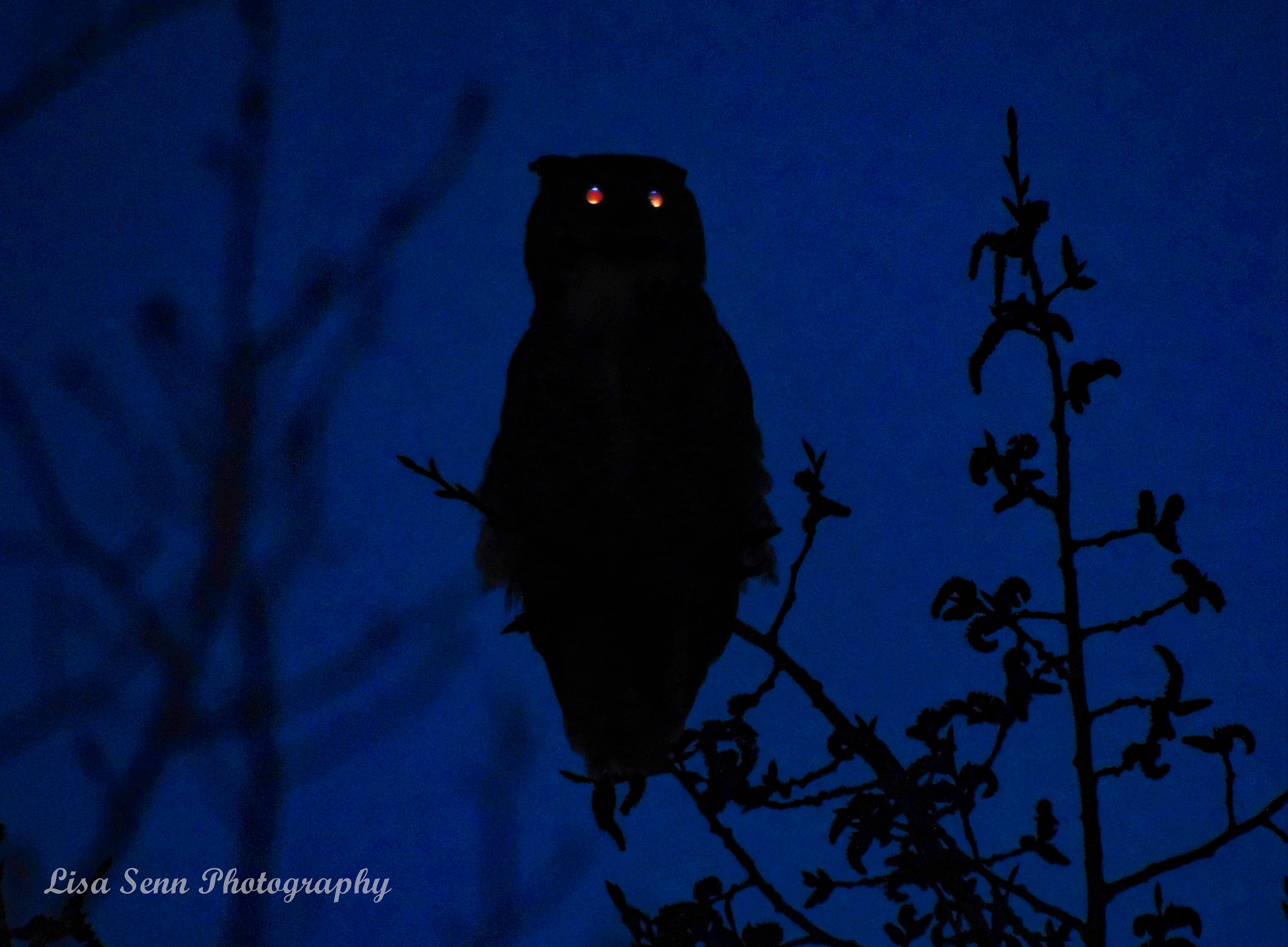 Spooky Owl, Night time, Calgary Alberta Canada