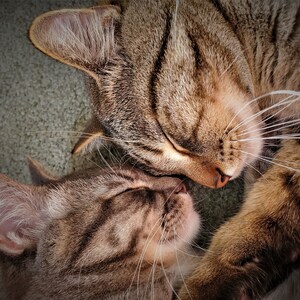 Tabby Gatos acurrucados