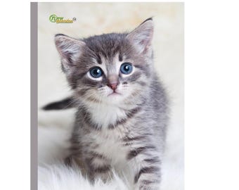 Kitten Composition Notebook: Wide Ruled, 120 Pages