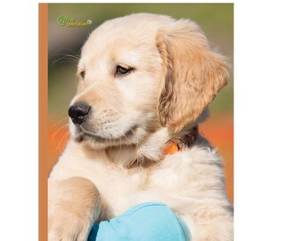 Golden Retriever Puppy Composition Notebook: Wide Ruled, 120 Pages
