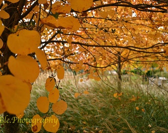 Autumn's Tree