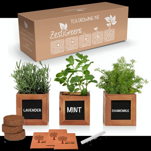 Dinosaur Herb Grow Kit Indoor Herb Garden Herb Seeds DIY Etsy