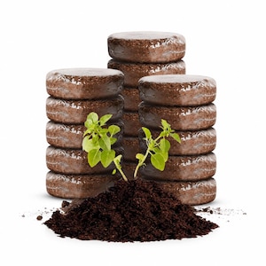 May include: Three vertical stacks of compressed brown circular soil discs arranged behind a small mound of loose dark potting soil. Two small green basil seedlings with bright leaves are planted directly into the center of the soil mound.