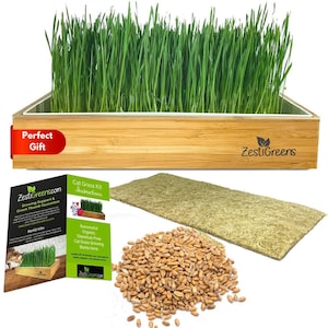 May include: A bamboo tray with a white interior filled with green grass. The tray has a label that says "ZestiGreens". The tray is sitting on a white surface. There is a bag of wheat seeds, a brown mat, and a pamphlet with the text "ZestiGreens.com Growing Support & Green Thumb Guarantee" on the surface.