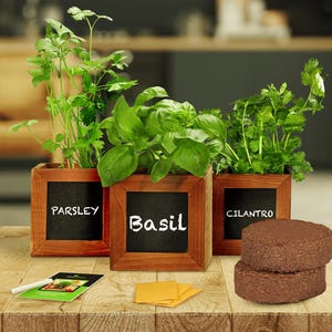 Herb Garden Kit, Indoor Herb Garden Kit, Gardening Gift, Windowsill Herb Garden, Indoor Herb Garden, Garden Gifts