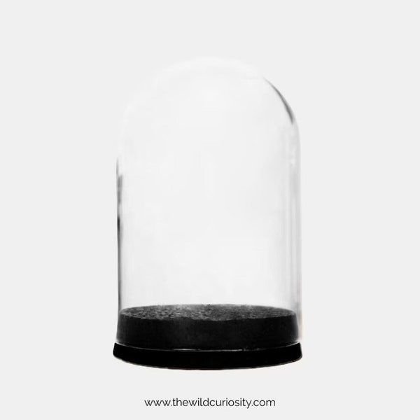 Bocal en verre en forme de dôme | Présentoir | Cloche vide | Vitrine Oddities | Décor gothique