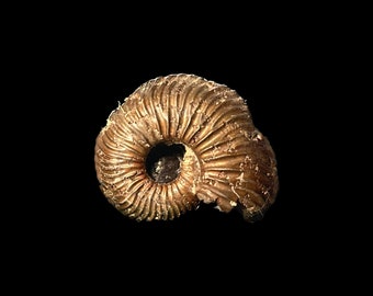 ダクティリオセラス・コミューンアンモナイト化石、英国産ジュラ紀真正