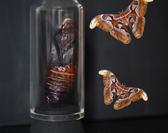 Atlas Moth Pupa (Empty) in Miniature Glass Dome | Attacus Atlas | Oddity Decor | Macabre Gift | Butterflies & Moths | Cabinet of Curiosities