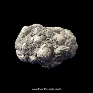 Brachiopodes fossiles dans la matrice inférieure des sables verts | Rhynchonella parvirostris | Sélectionnez la taille | Fossiles de l&#39;île de Wight | Coquillages | Curiosités