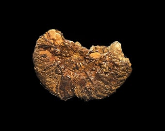 Partial Crystalised Ammonite Fossil | 29mm | A80 | Jurassic Fossils | Collectors Specimen