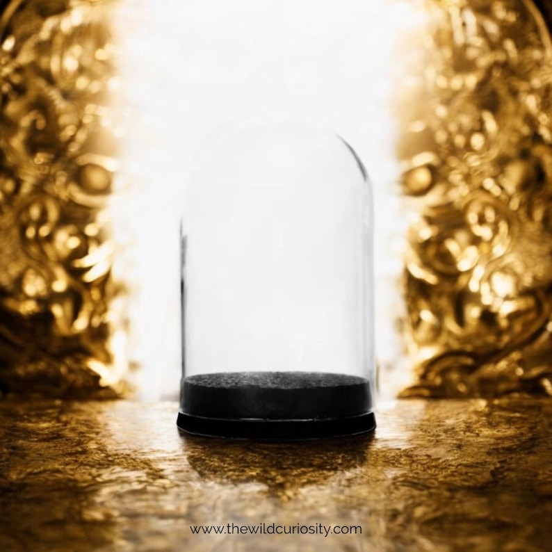 May include: A clear glass dome with a black base sits on a gold surface. The dome is empty and appears to be made of thick glass.