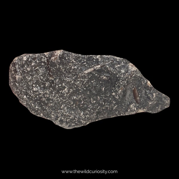 LARGE Polished Star Stone Fossils in Matrix | Genuine Crinoids | Large Fairy Coins | Prehistoric Curiosities | Dinosaur Gifts