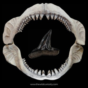 Fossil Shark Tooth (Small) | Sharks Teeth | Marine Predator | Dinosaurs | Prehistoric Oddity | Fossils | Curiosities | Popular Gifts | Beach