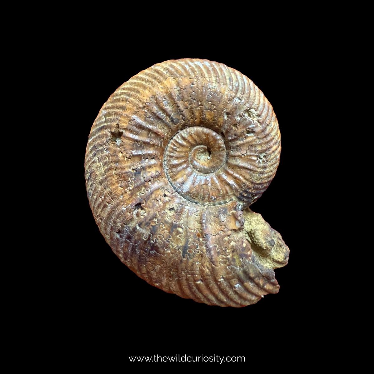 アンモナイト 化石 在庫限り】アンモナイト（化石）トップホール 右回り/ブラウン