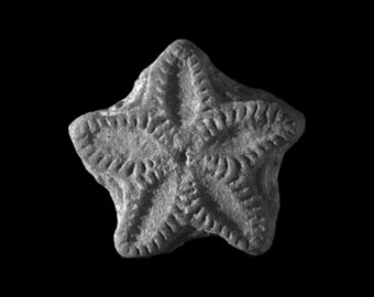 Single Star Stone Fossil | A1 | Highest Quality | Detailed Fairy Coins | Crinoid Fossils | Rock Stars | Prehistoric Creature | Curiosities