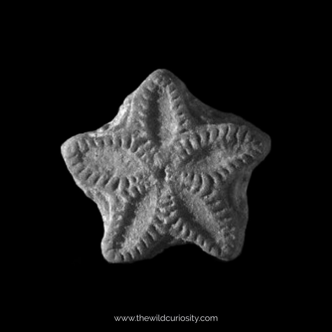 Single Sternstein Fossil | A1 | Höchste Qualität | Detailgetreue Feen Münzen | Crinoid Fossilien | Rockstars | Prähistorische Kreatur | Kuriositäten