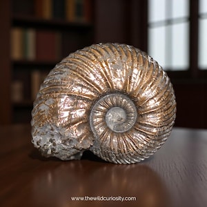 May include: A close-up of a fossilised ammonite shell, displaying its spiral shape and complex markings. The shell has a metallic gold and silver hue, with visible textures and details. The website address www.thewildcuriosity.com is at the bottom.