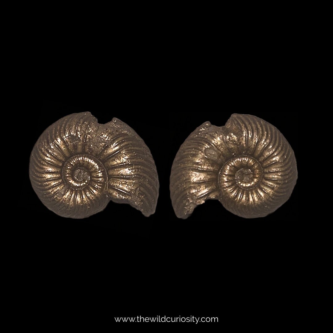 黄鉄鉱化アンモナイト | 27 mm | A5 | ジュラ紀の化石 | コレクター