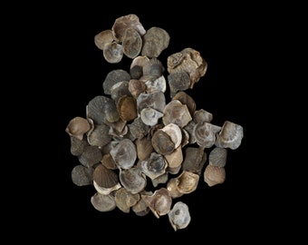 Miniature Fossil Shells x 12 | Gastropod Fossils | Prehistoric Creature | Gifts | Curiosities
