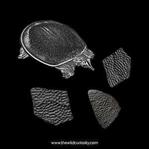 May include: Black and white illustration of a turtle with a smooth, round shell. The turtle is swimming in the water. There are three separate images of the turtle's shell, showing the texture of the shell.