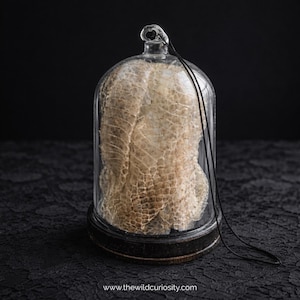 May include: A glass cloche with a black base displays a shed snakeskin. The snakeskin is a light tan colour and has a scale pattern. A black string is attached to the top of the cloche. The website address www.thewildcuriosity.com is at the bottom.
