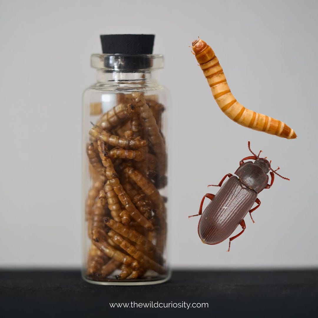 Darkling Beetle Larvae in Glass Curio Jar | Dried Insects | Taxidermy ...