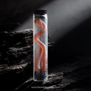 May include: A clear glass jar with a black lid contains a long, curled, pink earthworm. The jar is sitting on a dark, textured surface.
