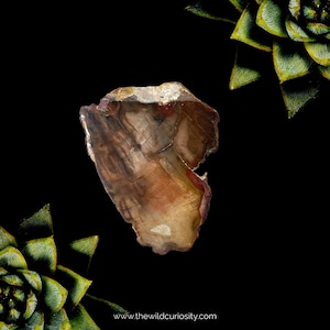 May include: A close-up of a piece of petrified wood with a brown, red, and white colour pattern. The wood is smooth and polished, and it has a natural, organic shape.