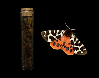 Shed Caterpillar Skins in Glass Curio Jar | Garden Tiger Moth | Dried Larvae | Home Decor | Entomology | Memento Mori