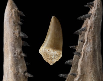 エラスモサウルスの歯の化石 - 海の恐竜 - 古代の遺物 - プレシオ