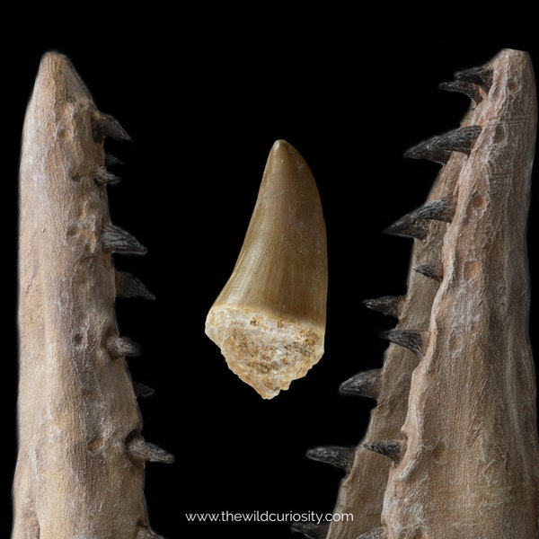 Fossil Mosasaur Tooth | Genuine Fossilised Teeth | Prehistoric Reptile Bones | Ancient Relic | Gifts | Dinosaurs