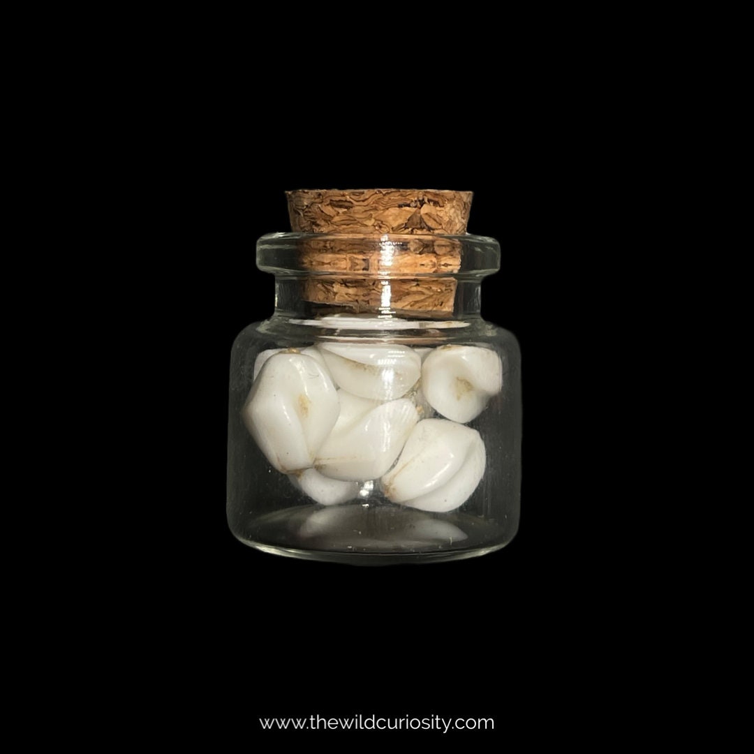 Teeth In Jar Replica Human Teeth in Glass Curio Jar | Memento Mori | Skulls and ...