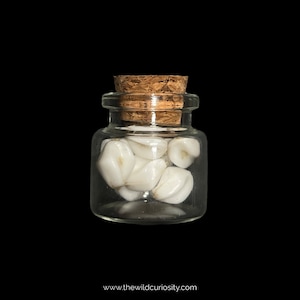 Replica Human Teeth in Glass Curio Jar | Faux Collection | Memento Mori | Skulls and Bones | Dark Art | Curiosities | Fun Gift Ideas