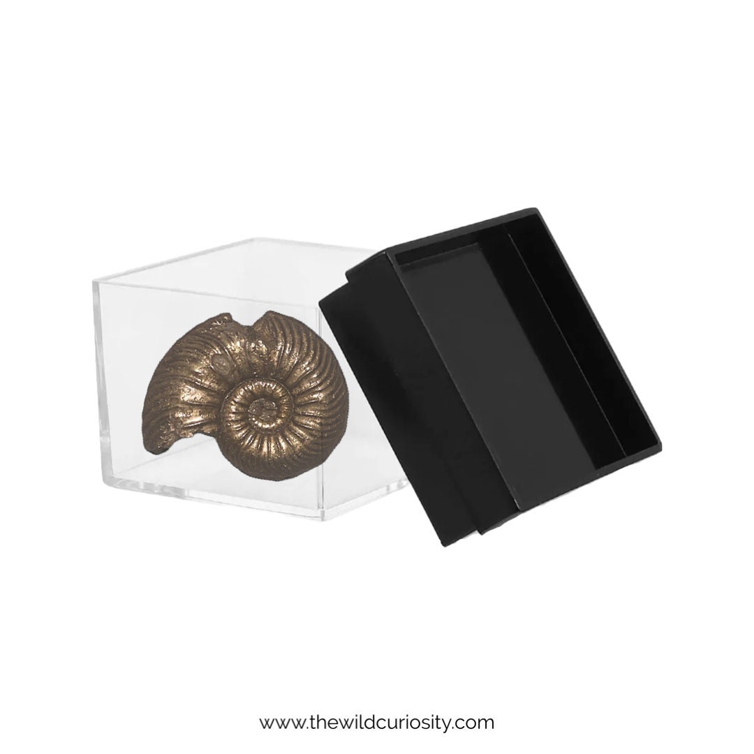 アンモナイト化石 化石セブン史上最大級！50センチ級！滅多に見ることができない巨大な