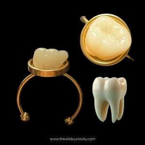 Human Molar Tooth Ring | Faux Bones | Gold Jewellery | Handmade Rings | Memento Mori | Macabre | Gift Ideas