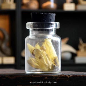 May include: A small, clear glass jar with a black cork stopper. The jar contains several dried, yellow seed pods. The website address www.thewildcuriosity.com is printed at the bottom of the image.